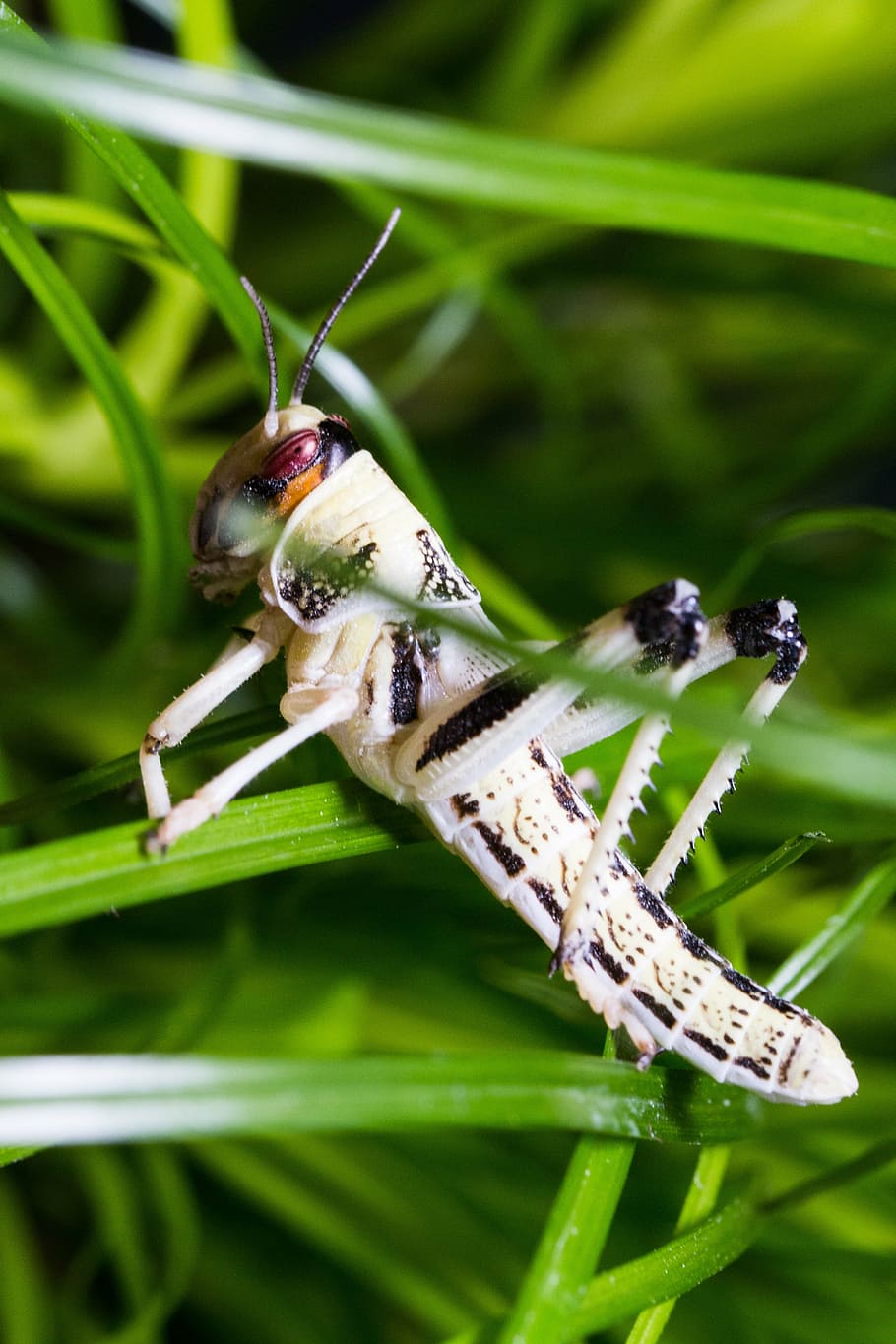 desert locust, schistocerca gregaria, grasshopper, migratory locust, subadult, insect, pest, animal insect, prey, world hunger