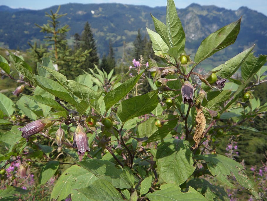 belladonna, bush, toxic, plant, alpine, allgäu, mountains, leaf, growth, plant part