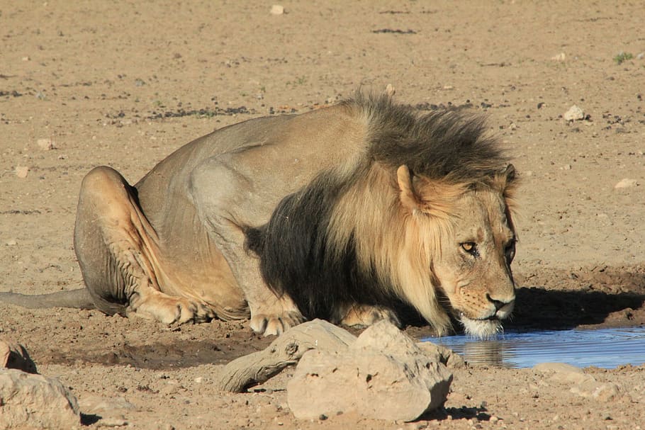 león, bebida, abrevadero, safari, agua, áfrica, vida silvestre, grande, gato, felino