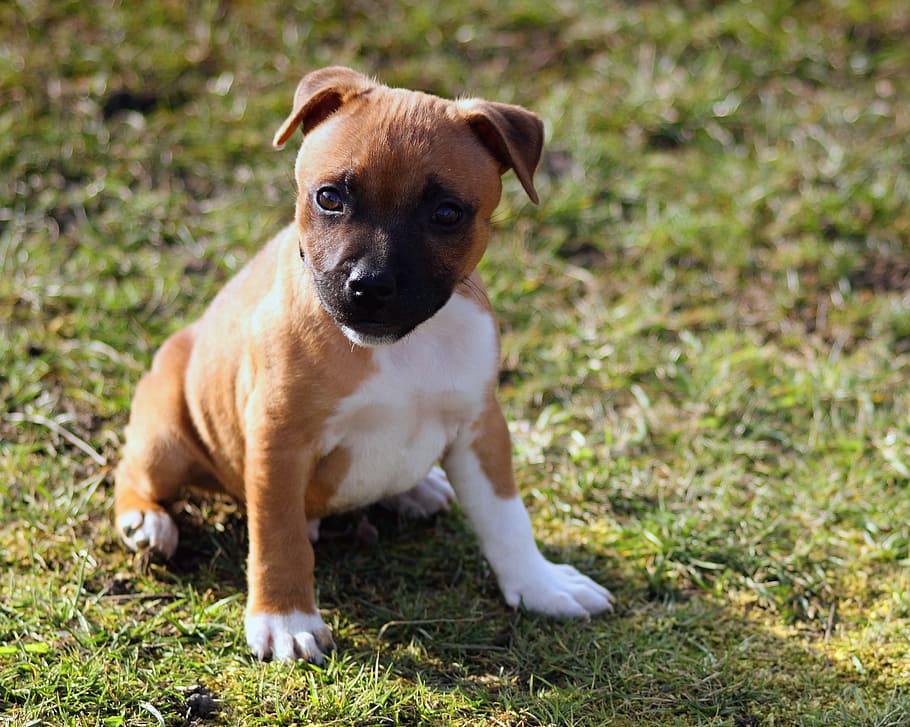 brown, white, short-coated puppy, sitting, green, grass, short, coated, puppy, green grass
