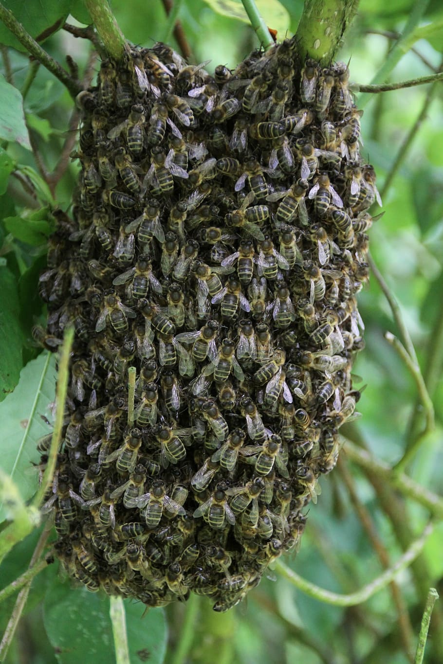 abejas, enjambre de abejas, polinizador, miel, abeja melífera, primer plano, gran grupo de animales, naturaleza, enfoque en primer plano, planta