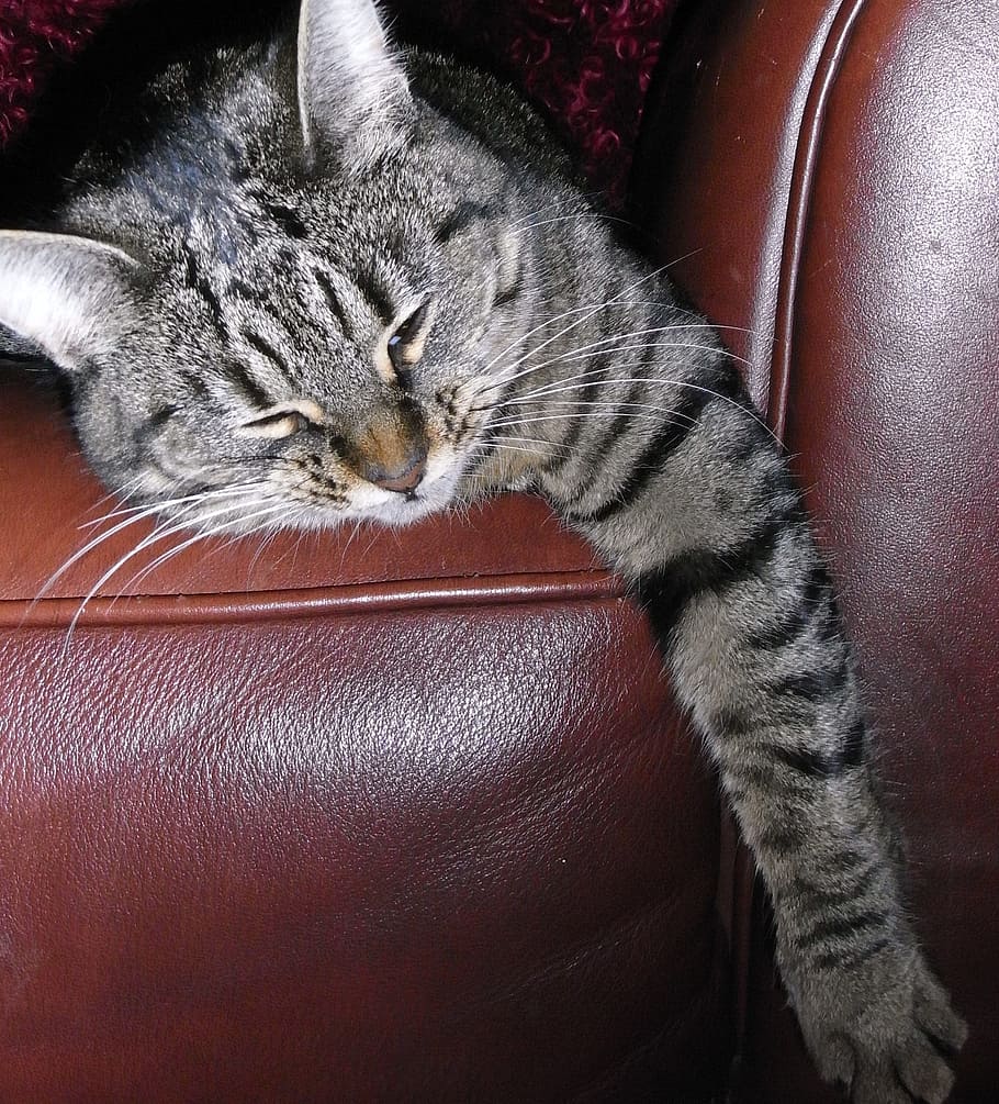 Plata, atigrado, gato, acostado, marrón, sofá, rayas, perezoso, durmiendo, silla
