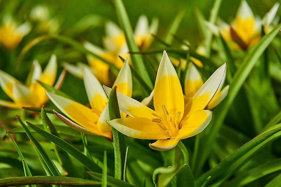 tarda tulip, tulipa tarda, star-tulip, tulipa, tulip, lily family, liliaceae, close, spring flower, blossom