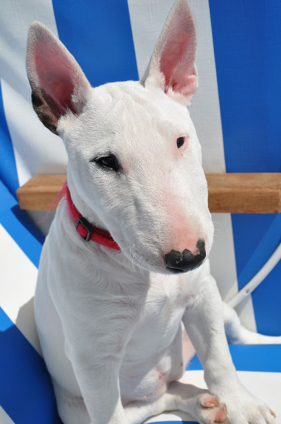 close-up photo, medium, white, short-coated dog, close-up, short, coated, dog, bull terrier, animal