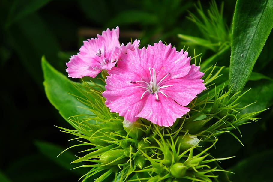 selected, focus photo, pink, maiden, flower, carnation stone, nature, garden, macro, spring