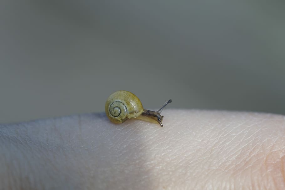 Crawling, Snails, Yellow, Shell, crawling snails, steinig, slowly, mollusk, nature, close