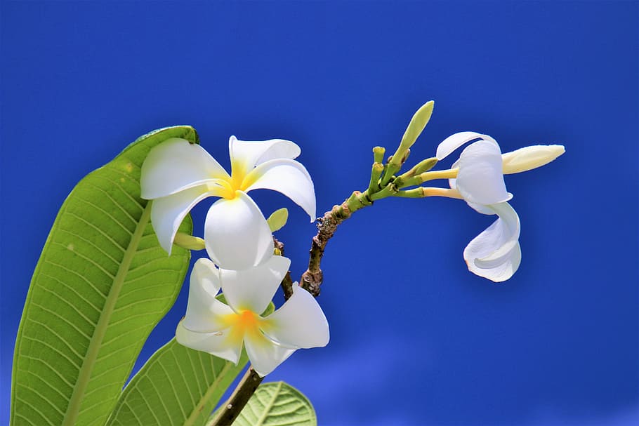 low-angle view, white, petaled flower, blue, sky, maldives, nature, flower, plant, paradise