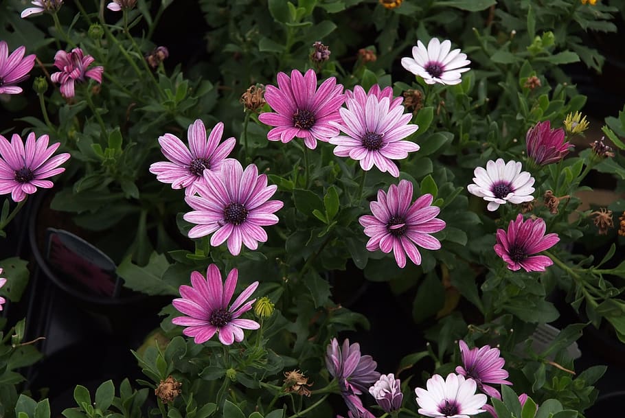 african daisy, cape daisies, pink daisies, sweet pink flowers, flowering plant, flower, petal, vulnerability, freshness, fragility