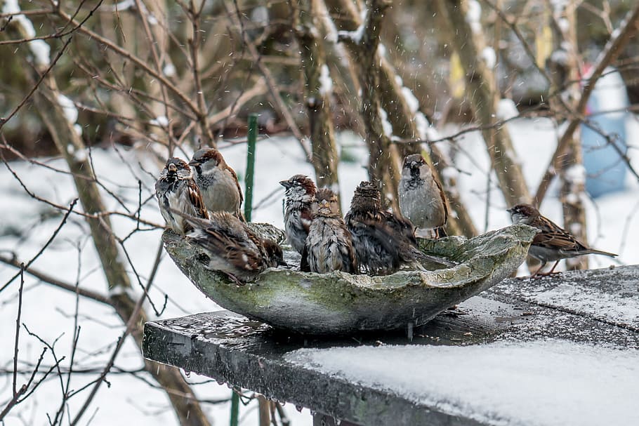 Winter, Birds, Sparrows, Nature, Cold, wintry, animal wildlife, animals in the wild, snow, cold temperature