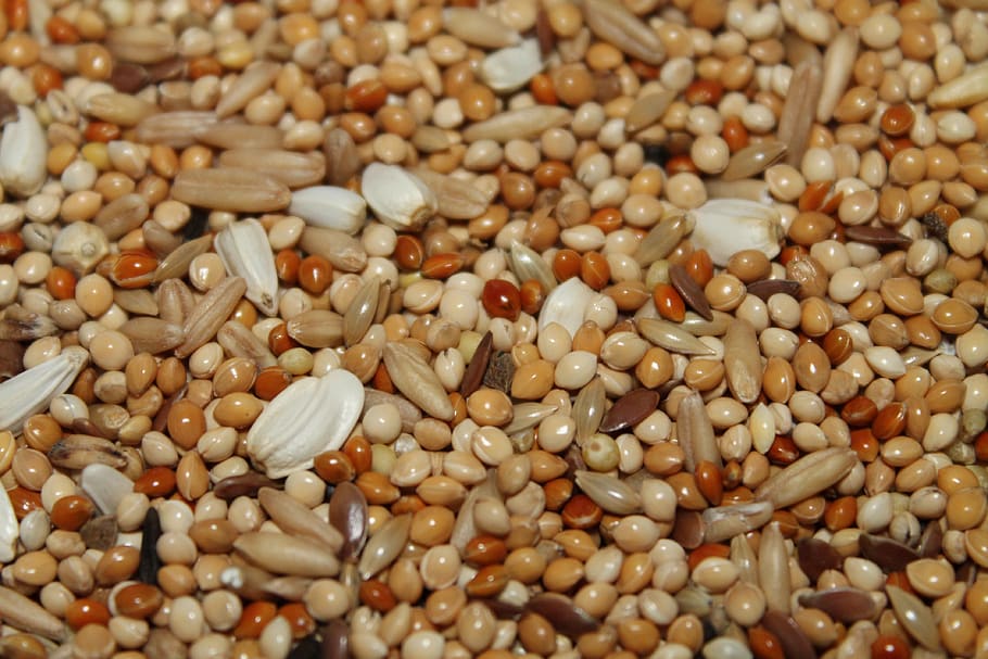 grano, granos, semillas, nutritivo, nutrición, piensos, vegetales, diversidad, alimentos y bebidas, alimentos