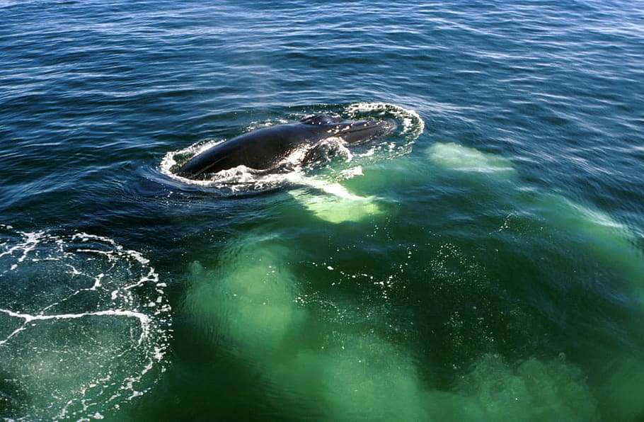 Cape Cod, Massachusetts, ballena jorobada, fotos, océano, dominio público, mar, Estados Unidos, agua, ballena