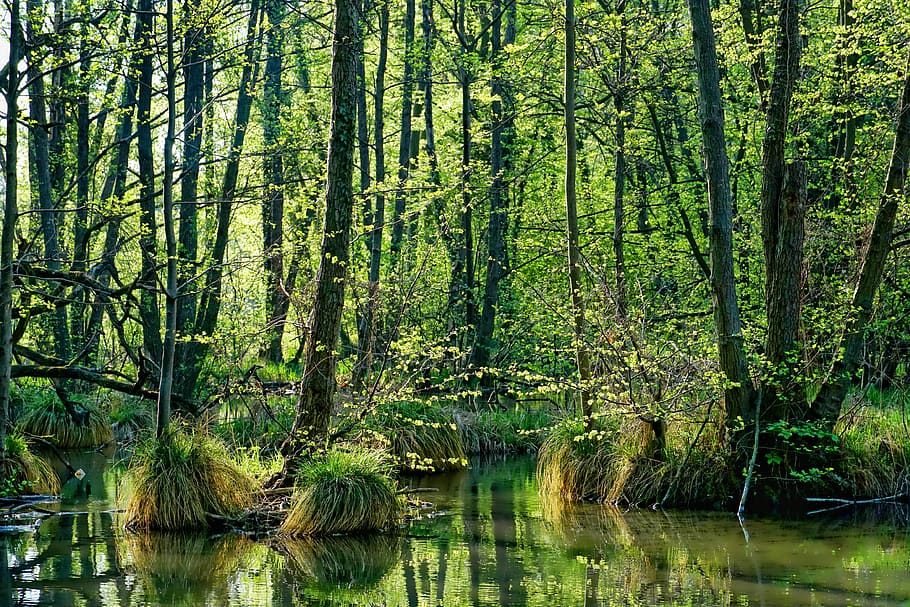 bayou during daytime, nature, wood, spring, landscape, tree, leaf, waters, schönwetter, river