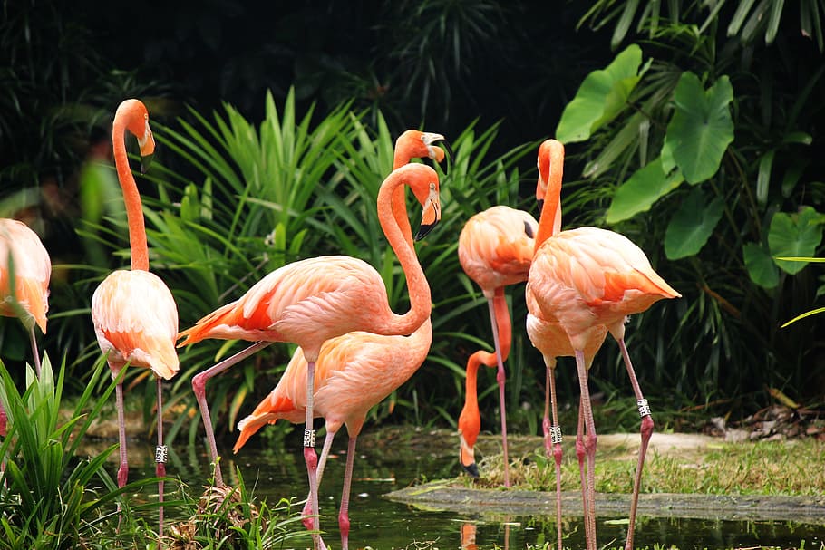 flock, pink, flamingos, body, water\, wildlife, animal, nature, flamingo, grass