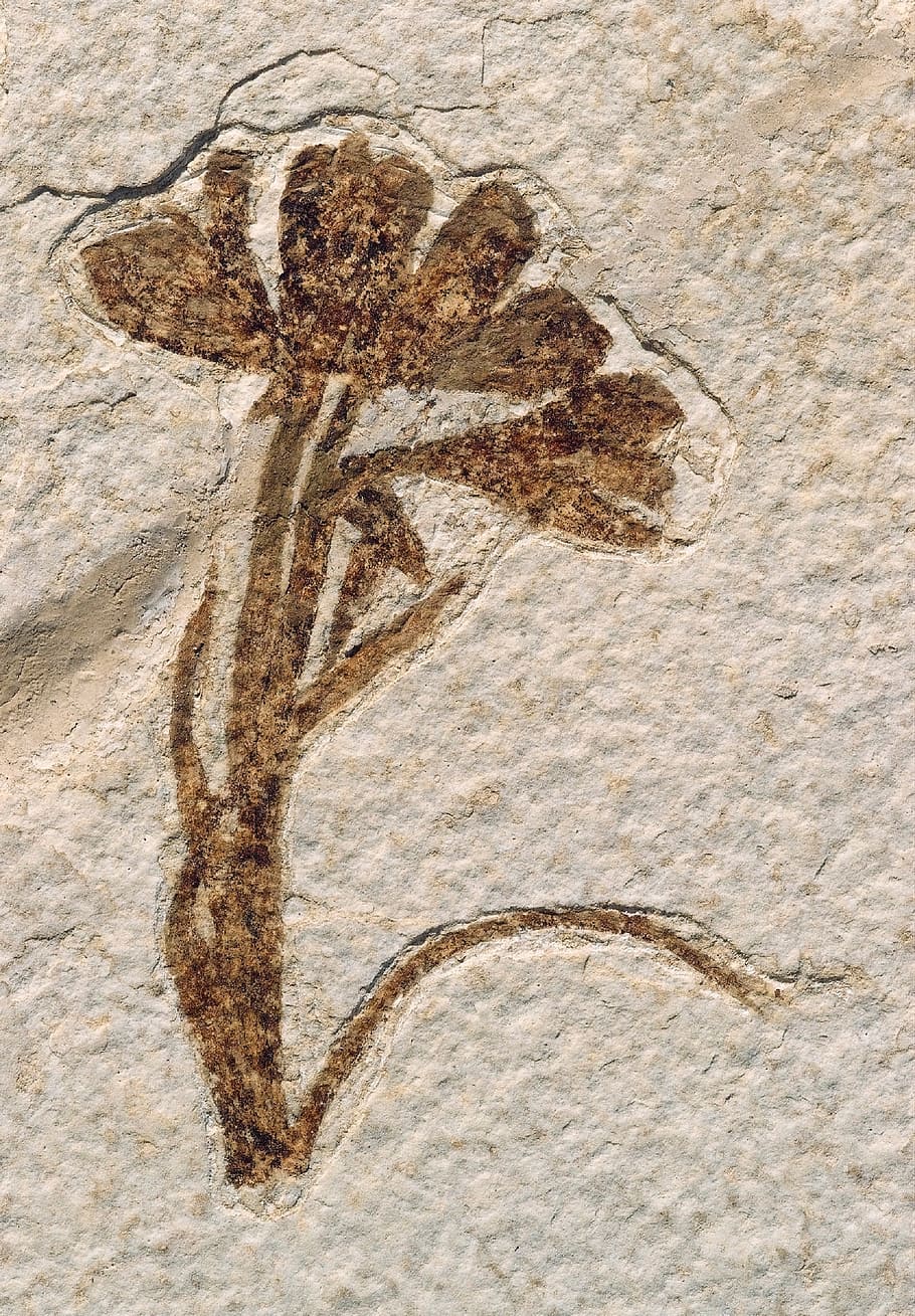 brown, flower sticker, white, concrete, surface, fossil, plant, stone, rock, fossilized