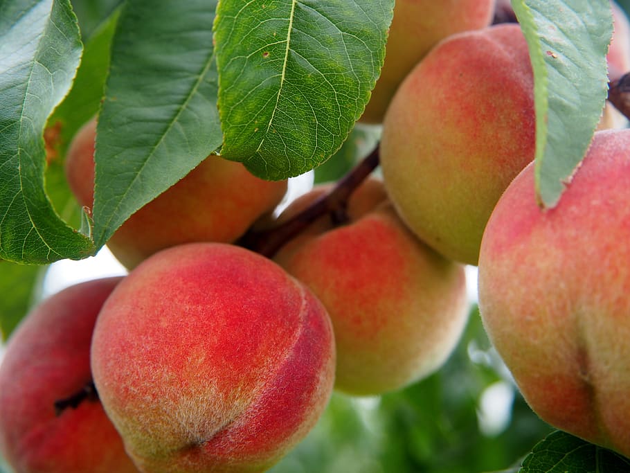 빨간 사과, 복숭아, 과일, 복숭아 나무, 바이오, 나무, 먹다, 음식, 익은, 영양