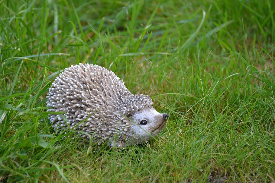 hedgehog, autumn, nature, animal, prickly, hannah, garden, cute, close, grass