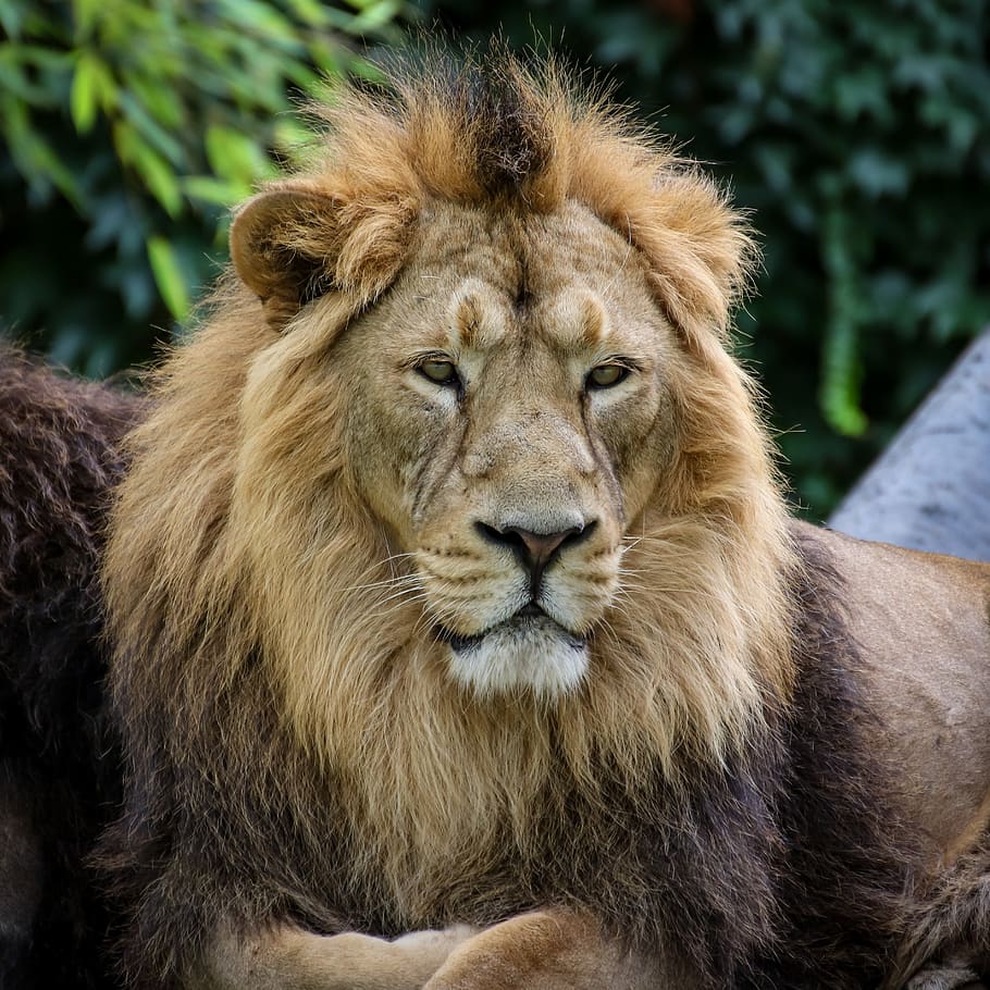 lion, mane, animal, predator, zoo, male, big cat, africa, dangerous, wild  animal | Pxfuel