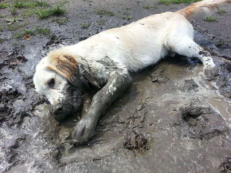 yellow, labrador retriever puppy, lying, mud, daytime, yellow Labrador Retriever, puppy, golden retriever, plays, purebred dog