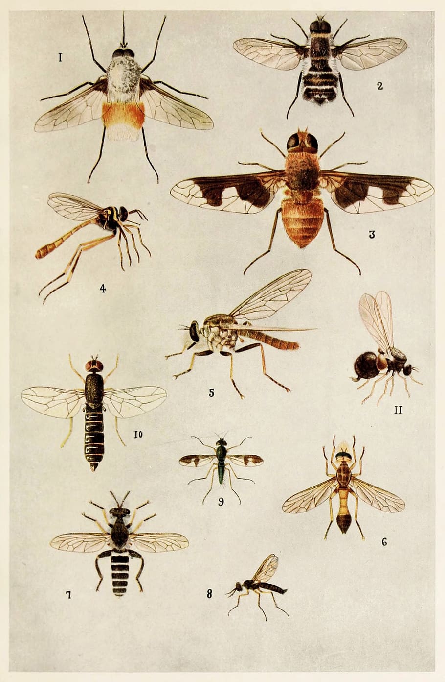 insectos, indio, vida, harold, maxwell, lefroy, libro, manual, animal, error
