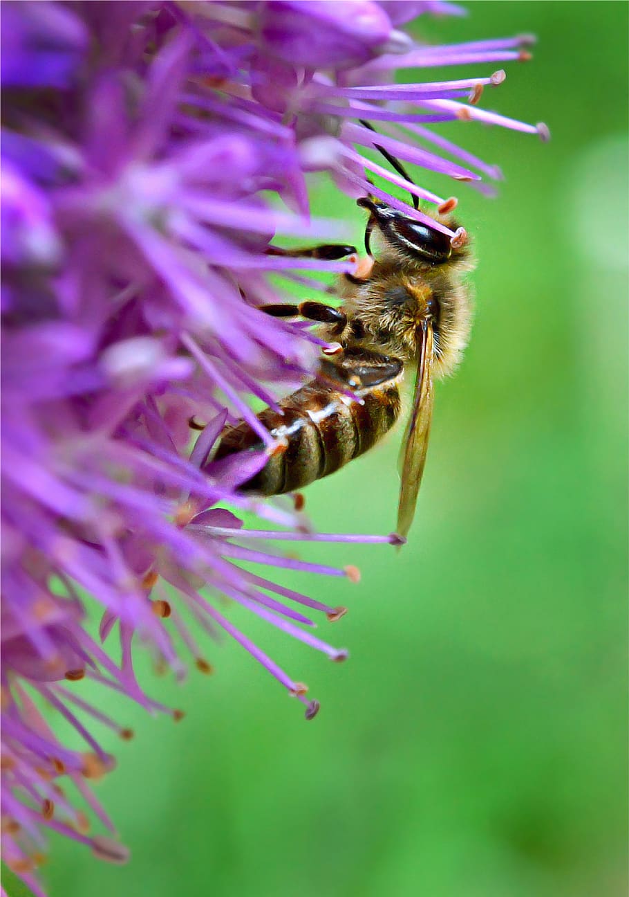bee, flower, macro, nature, summer, close up, garden, pollen, honey, blossom