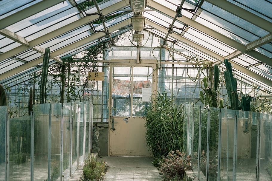 plants, inside, greenhouse, daytime, glasshouse, green, grow, plant, gardening, nature