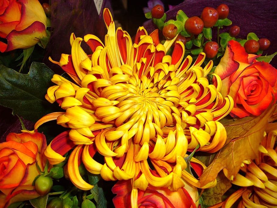 close-up photo, yellow-and-orange roses, spider chrysanthemum flower, chrysanthemum, flower, yellow, floral, bloom, color, blossom