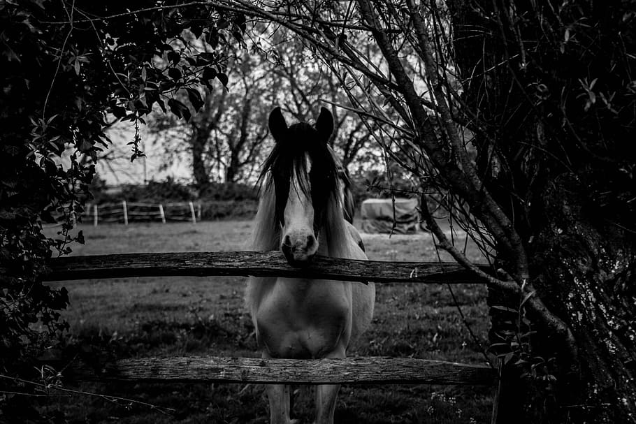 グレースケール写真, 馬, 後ろ, フェンス, 黒と白, 白, 黒, 動物, 農場, 種牡馬