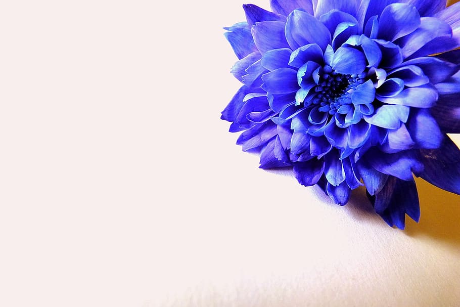 macro photography, blue, dahlia flower, flowers, nature, flower, plant, macro, beauty, closeup