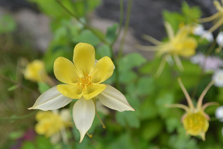 no me olvides, flor, amarillo, planta floreciendo, planta, fragilidad,  frescura, vulnerabilidad, pétalo, belleza en la naturaleza | Pxfuel