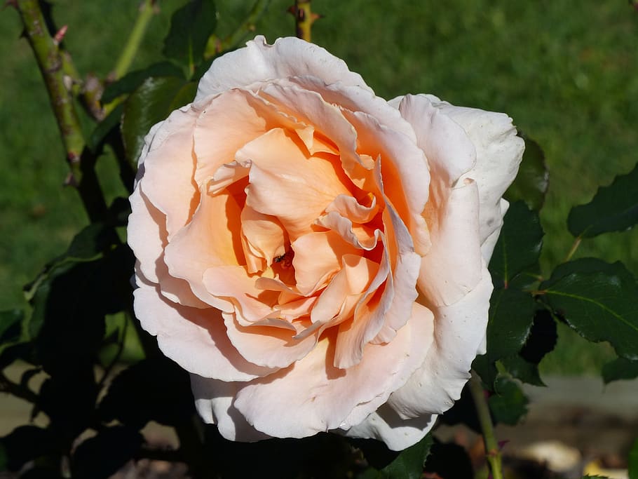 rose, apricot colour, bloom, flower, plant, flowering plant, beauty in nature, petal, vulnerability, fragility
