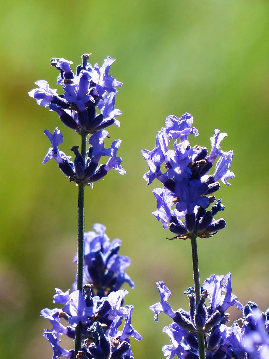 Lavender, Flower, Purple, flowers, wild plant, wildblue, lavender flowers, true lavender, narrow leaf lavender, inflorescence