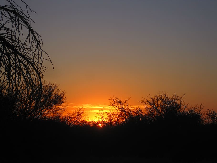 sunset, africa, bright, horizon, clouds, flecks, bush, brush, orange, sky