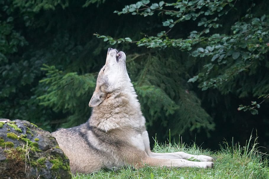 white, beige, howling, wolf, green, grassfield, daytime, howl, wolf howling, european wolf