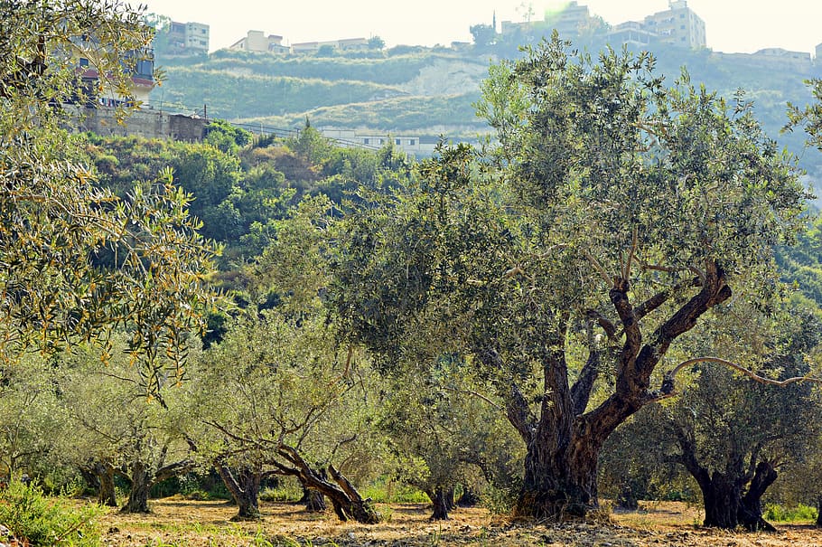 olive trees, trees, olive grove, plantation, olive planting, olive plantation, olive cultivation, agriculture, landscape, mediterranean