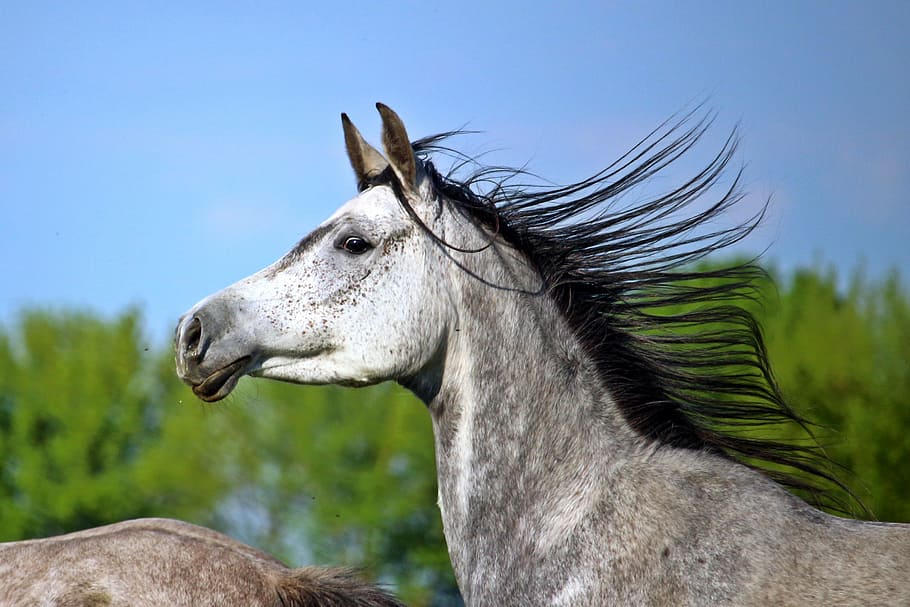 shallow, focus photo, gray, horse, mold, thoroughbred arabian, mane, horse head, pasture, one animal