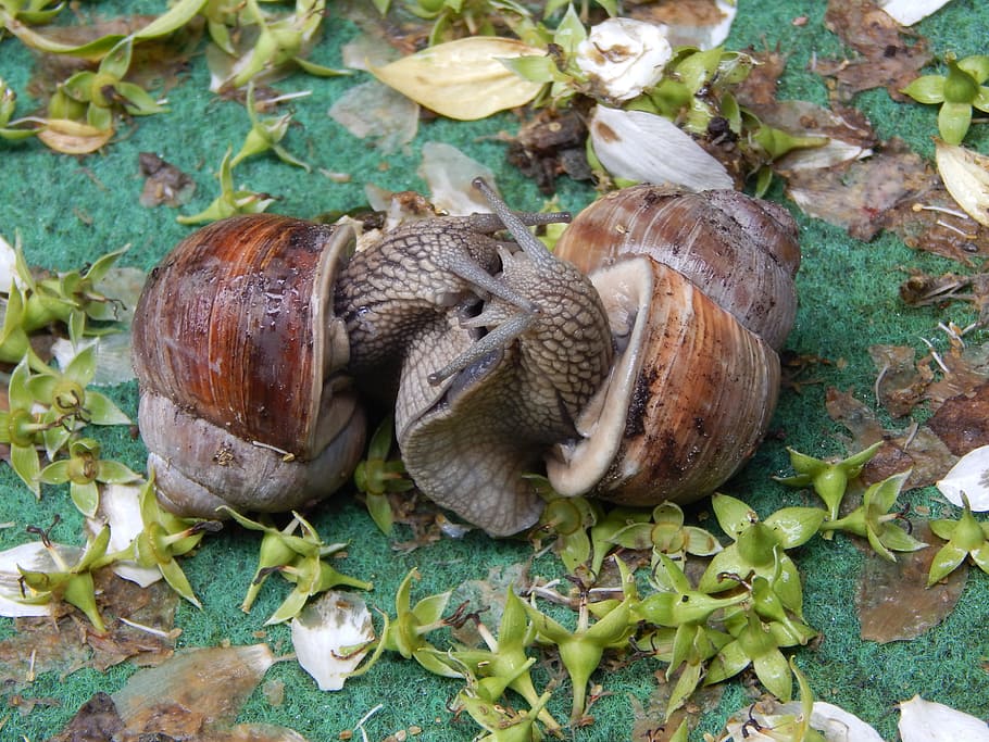 Snail, Couple, Love Game, Lovers, snail couple, devoured, close, shell, snail shell, one animal