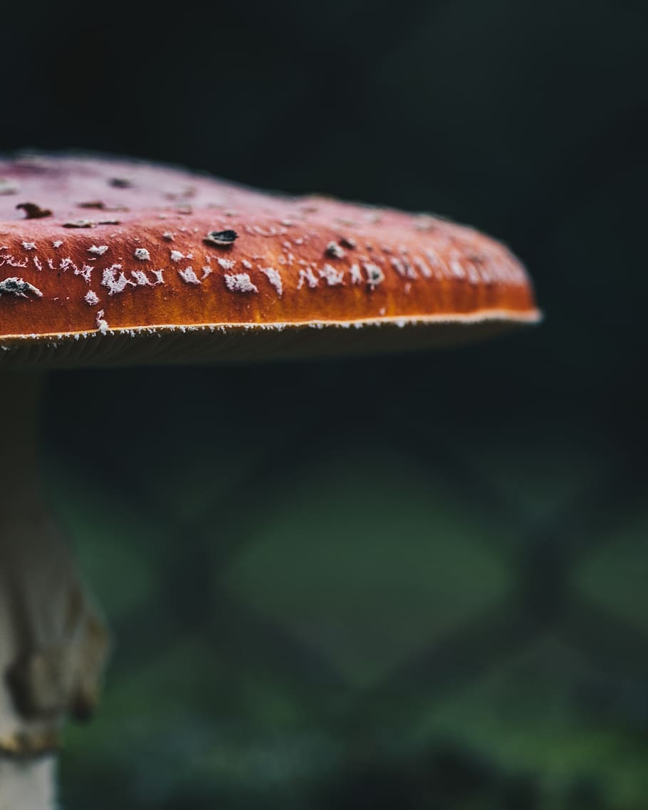 no one, eating, at the court of, nature, one, day, closeup, mushroom, mushrooms, color