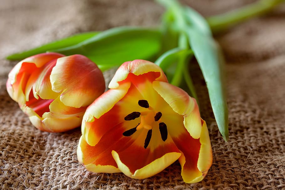 red, yellow, flowers, blanket, tulip, nature, flower, plant, bright, leaves