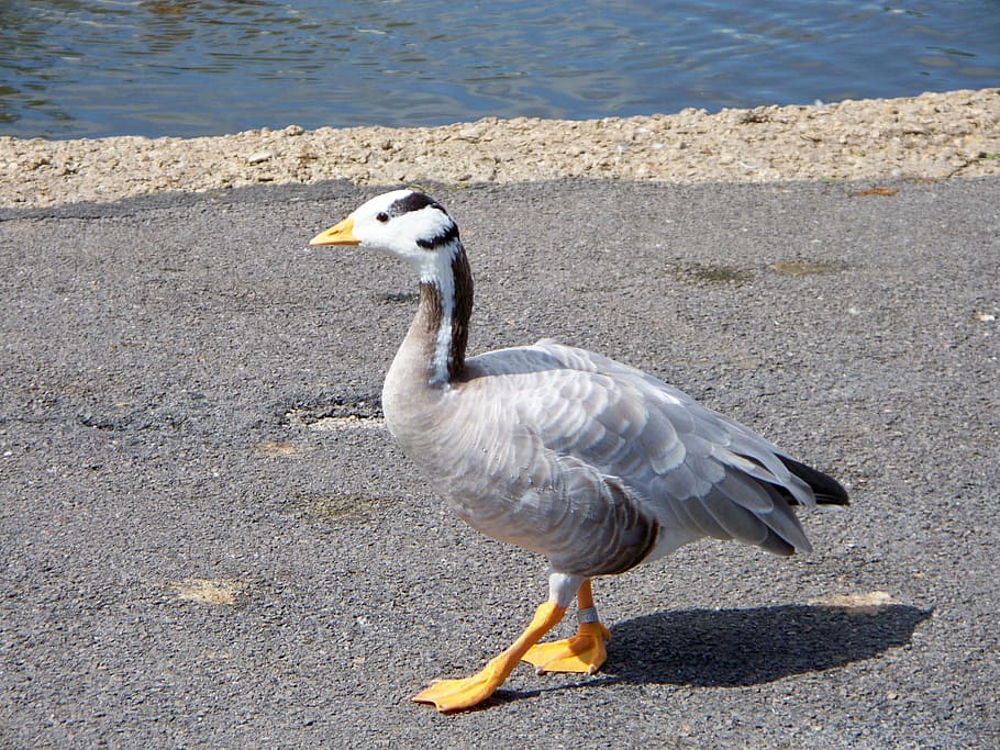 bar-headed goose, goose, anser indicus, grey-white feathers, web feet, close-up, asian goose, side view, detail, walking