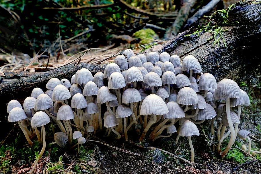 Coprinellus disseminatus, Fairy, Bonnets, mushrooms, tree, branch, land, mushroom, fungus, growth