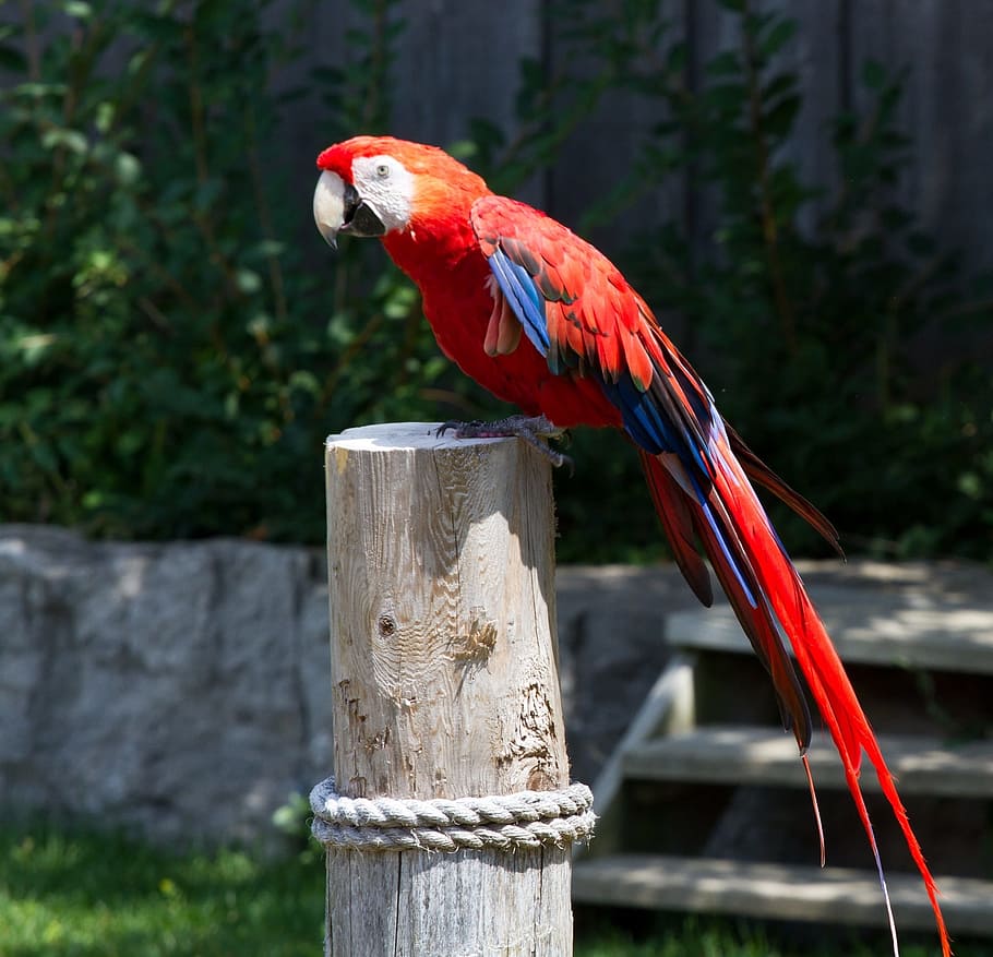 red, scarlet, macaw, standing, brown, bamboo base, bird, parrot, tropical, perched