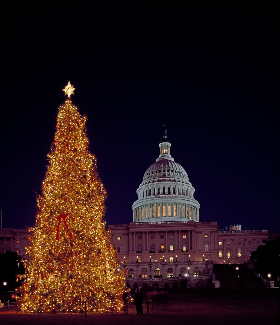 Árvore de Natal, Capitólio, Washington DC, luzes, festivo, natal, decorações, estrela, férias, arquitetura