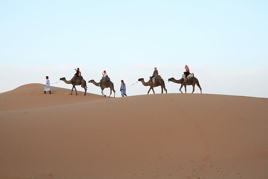 Desert, Sahara, Moroccan, sand, camel, sand dune, riding, sky, mammal ...