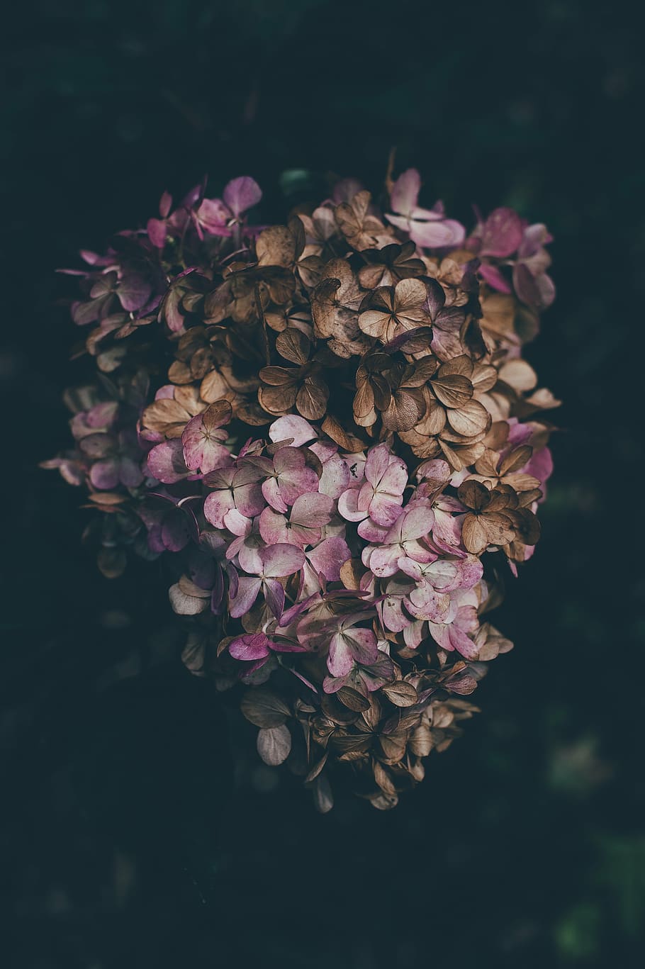茶色, ピンク, 花びらをつけた花, 紫, 花, 花びら, 暗い, 植物, 自然, もろさ