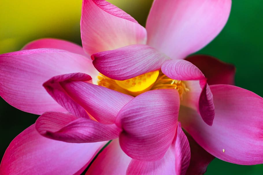 closeup, foto, pink, bunga petaled, bunga lotus, bunga, bagus, keindahan, alam, mekar