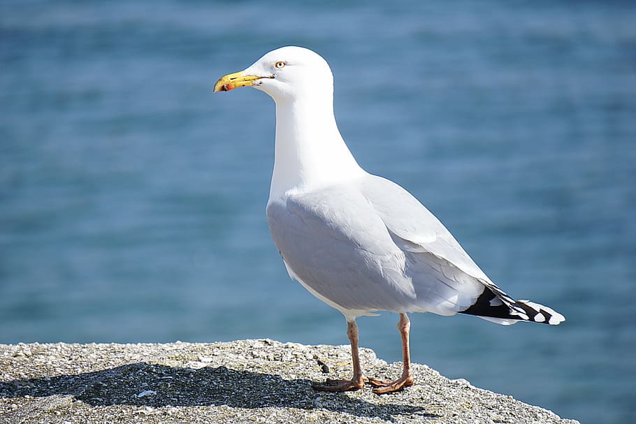 seagull, standing, rock formation, daytime, animals, bird, rock, water, sea, deep