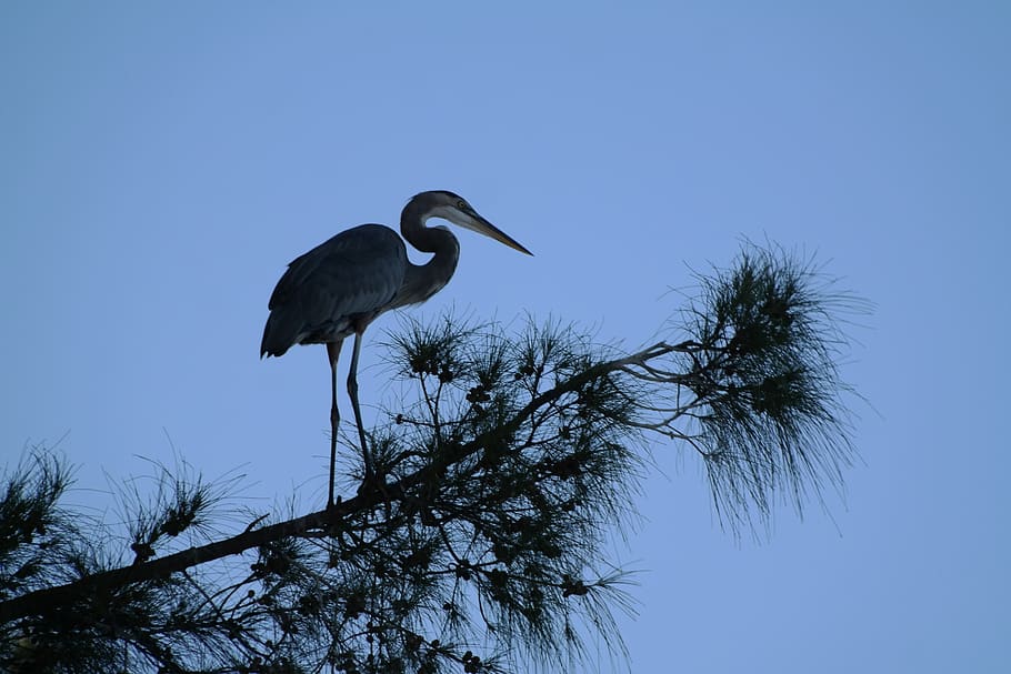 heron, tree, silhouette, blue, bank, water, bird, water bird, nature, animal