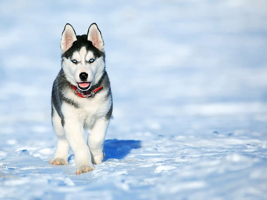 preto, branco, siberiano, husky, cachorro, foto de foco, amigo, animais de estimação, animais domésticos, neve