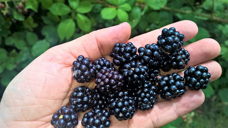 blackberries, collect, fruits of the forest, tasty, summer, mature, oh, yeah, sweet, navy blue