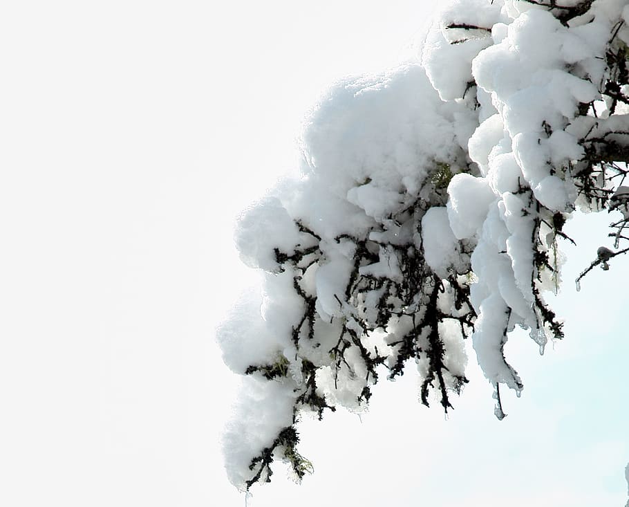 neve, filial, árvore, isolado, pinho, abeto vermelho, inverno, close-up, nevado, coberto